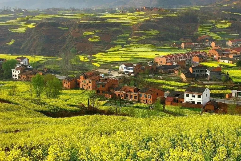 专家研讨丨我国数字乡村建设的重点与路径